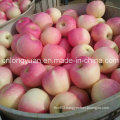 138-198# Red Gala Apple with 20kg Carton